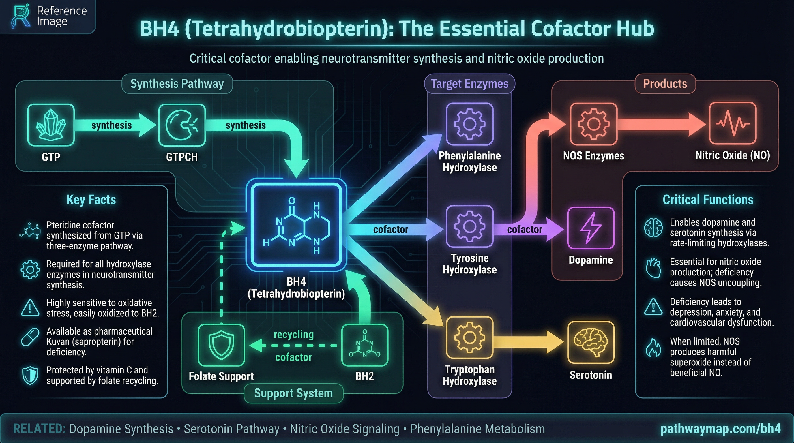 bh4 nitric oxide glutathione De novo synthesis and regeneration of BH4. GTPCH, GTP cyclohydrolase I; Therapeutic strategies to increase NO