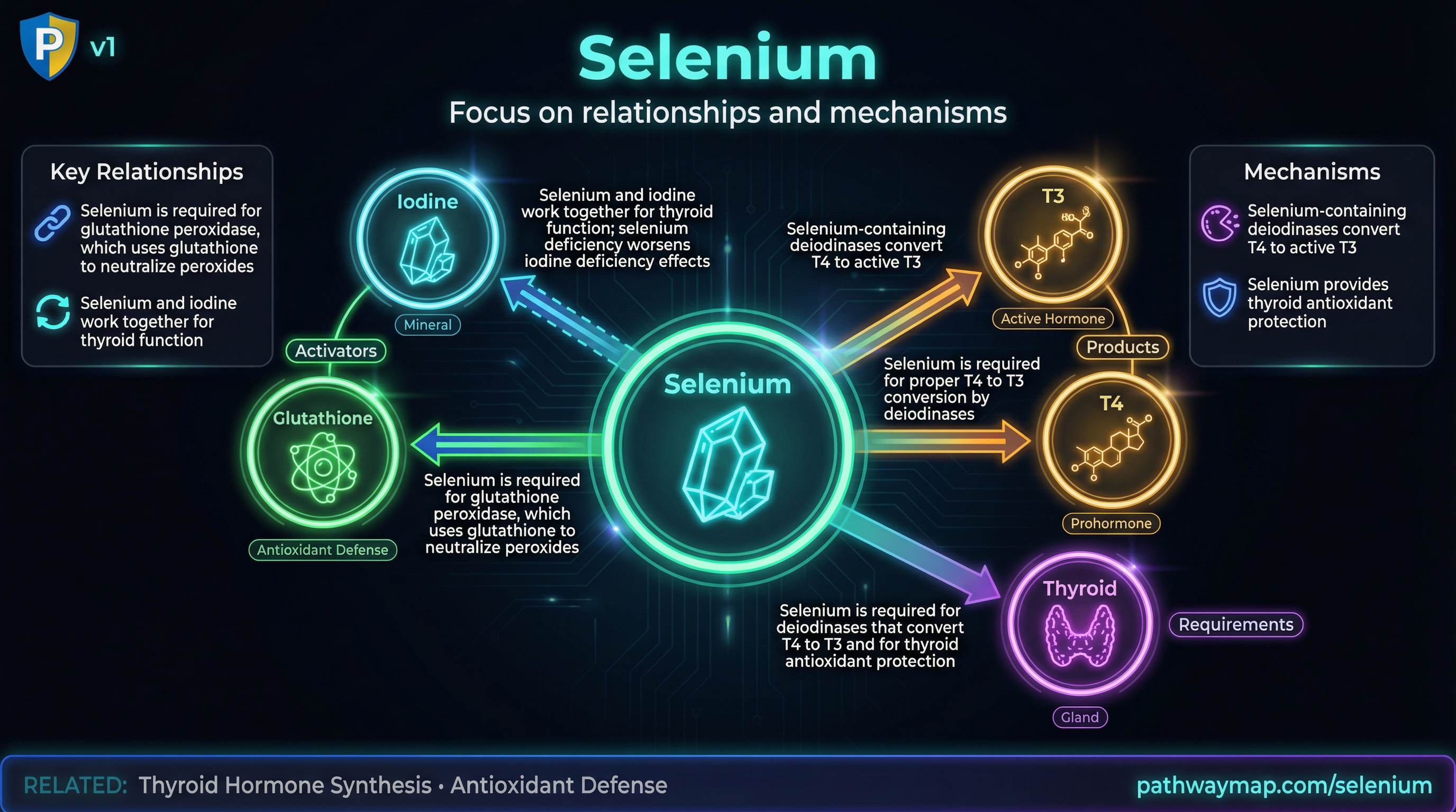 Mercury Toxicity - Pathway Map Mercury Toxicity - Pathway Map